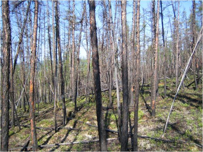 シベリア永久凍土地帯の火災後の森林